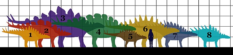 Сравнительные размеры видов стегозавров (клетка — 1 метр): 1. Huayangosaurus, 2. Hesperosaurus, 3. Стегозавр, 4. Вуерозавр, 5. Gigantspinosaurus, 6. Tuojiangosaurus, 7. Lexovisaurus, 8. Кентрозавр