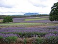 Lavender farm in Tasmania