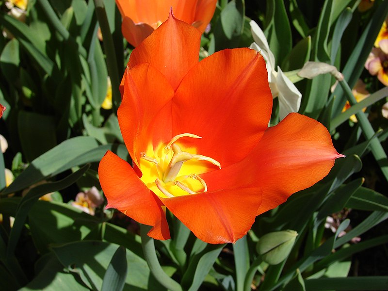 Archivo:Tulip-6517.jpg