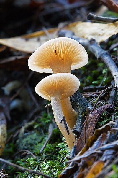 File:Unidentified Fungus 5661.jpg