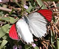 Crimson-Tip (Colotis danae) upperside view @ Bangalore, India.