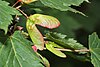 Douglas maple fruits