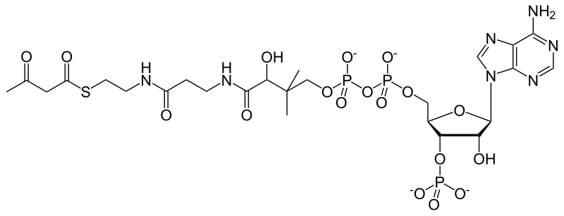 File:Acetoacetyl coenzyme A.svg