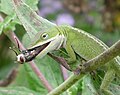 Carolina Anole eating dronefly