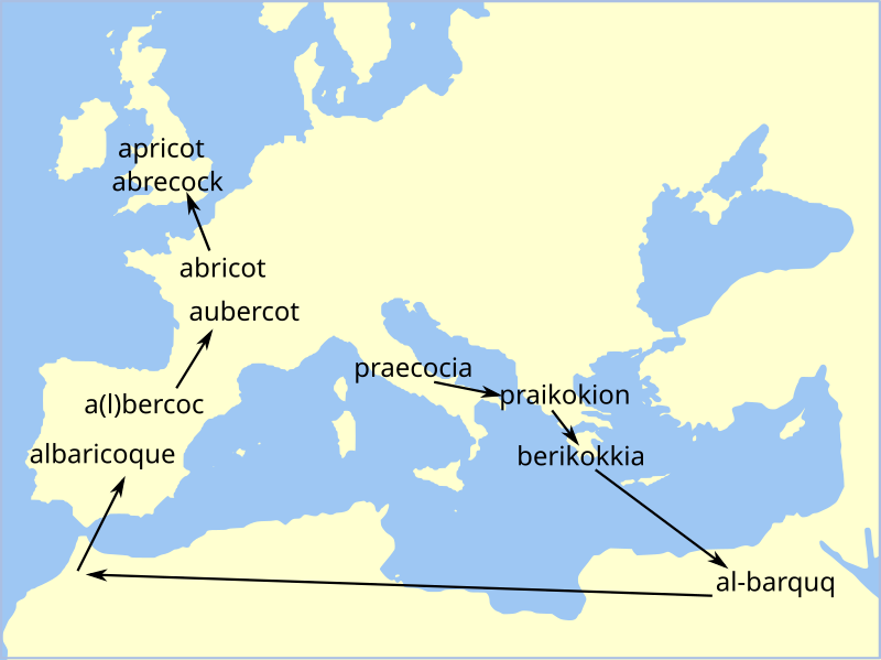 File:Apricot Etymology Map.svg