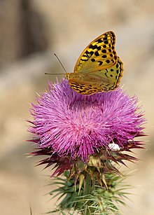 Argynnis pandora LC0052.jpg