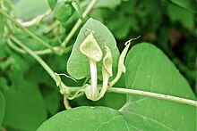 Aristolochia contorta.jpg