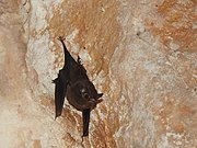 Brown bat