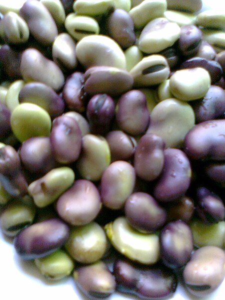 File:Bean seed.jpg