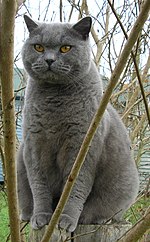 A blue British Shorthair ("British Blue")