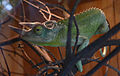 Three-horned Chameleon (Chamaeleo jacksonii)