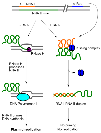 ColE1 replication control