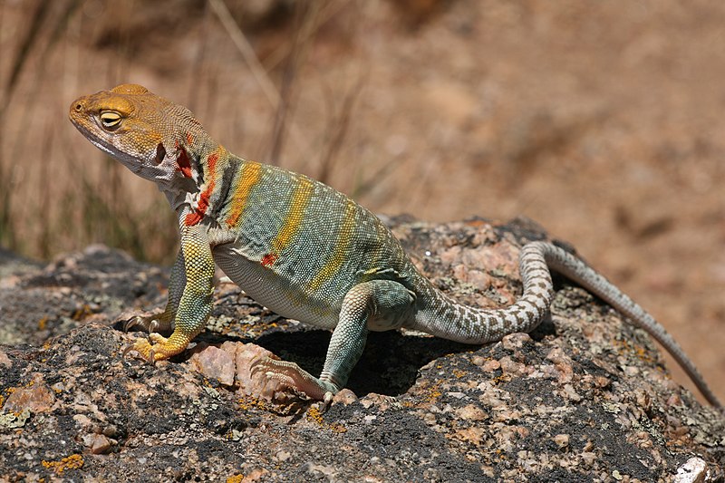 File:Collared Lizard 1.jpg