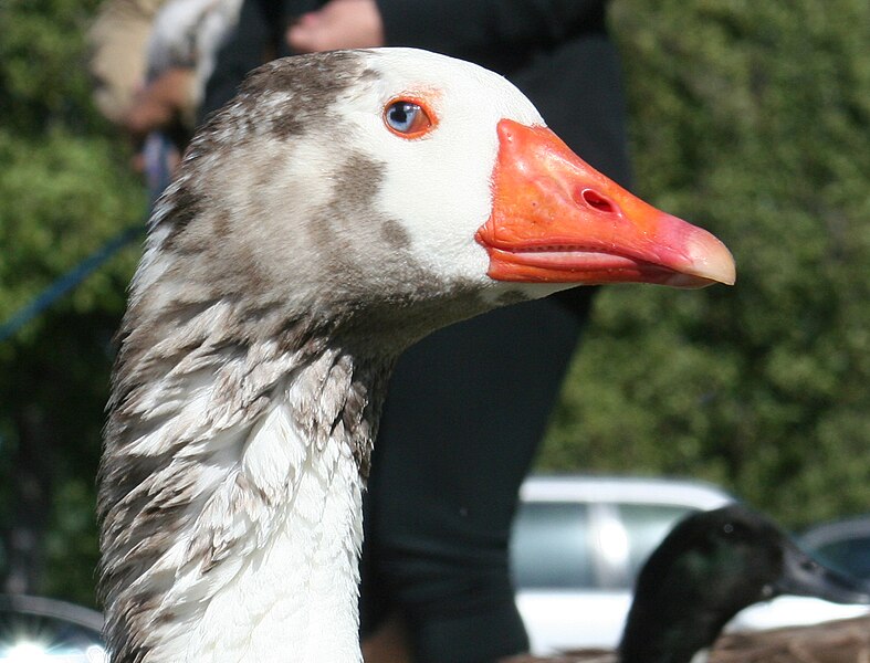 File:Cotton Patch Goose.jpg