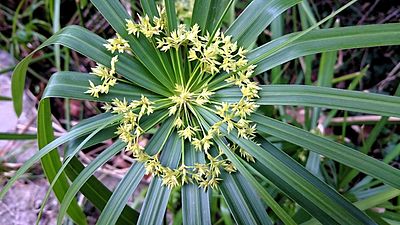 Cyperus alternifolius