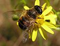 Eristalis tenax