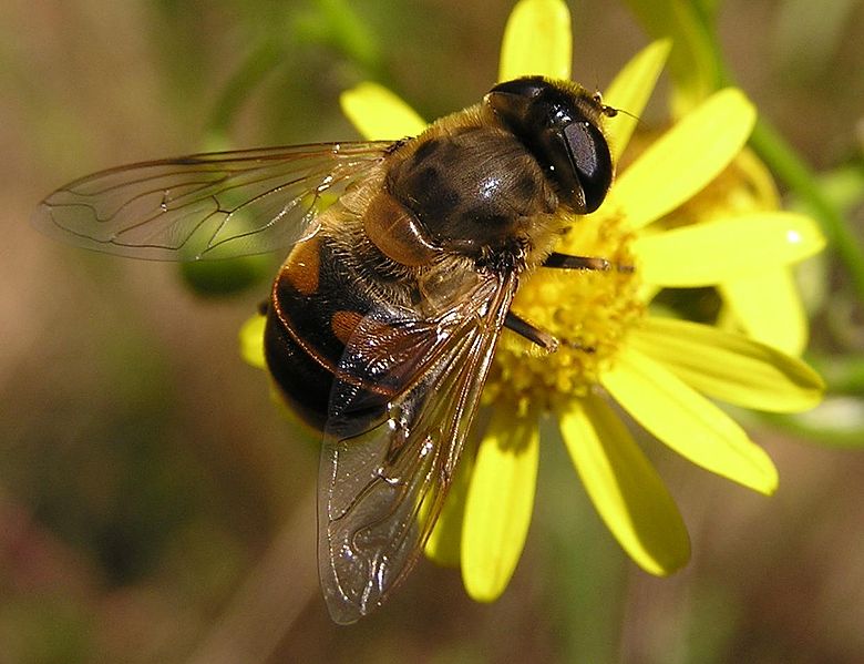 Archivo:Eristalis tenax 2005.06.27 09.54.31.jpg