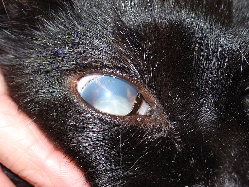 Файл:Feline lens luxation.JPG