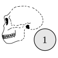 Homo antecessor 1 = Tamaño del cerebro