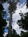 East African juniper, northern Tanzania