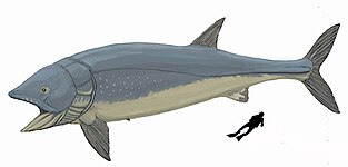 The extinct Leedsichthys is the largest known bony fish