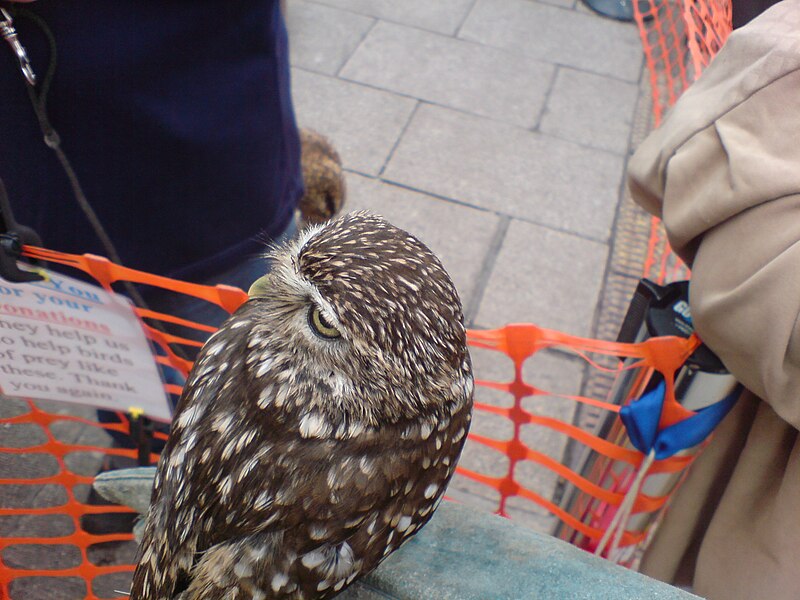 File:Littleowl360head.jpg