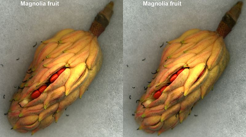 File:Magnoliafruitopen.JPG