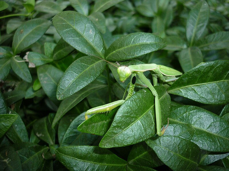 Файл:Mantis religiosa в Україні3.JPG