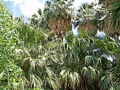 Warm Springs Natural Area is a natural oasis about 50 mi (80 km) northeast of Las Vegas