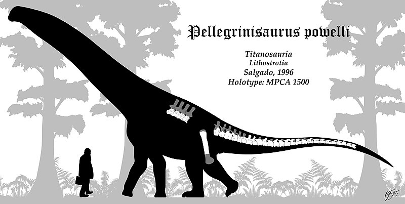 File:Pellegrinisaurus Skeleton reconstruction.jpg