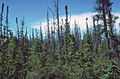 Black spruce taiga along the Copper River