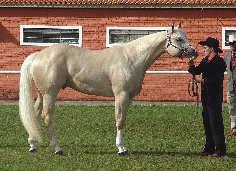 File:Quarter Horse(REFON)-cleaned.jpg