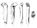 Femur I