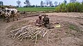 Sugarcane processing