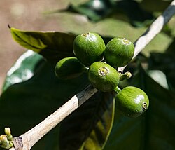 Unripe coffee berries