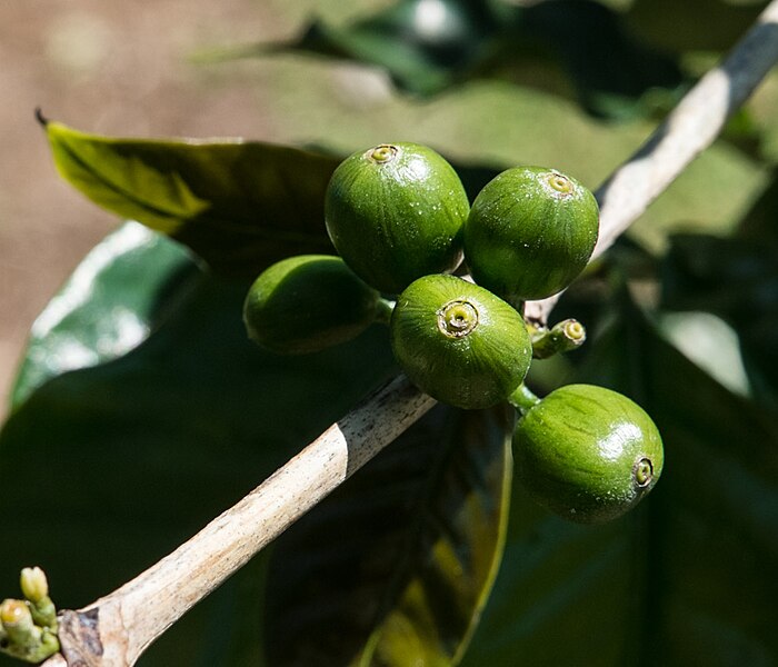 File:Unripe coffee berries.jpg