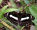 Staff Sergeant (Athyma selenophora) at Jairampur, Arunachal radesh India.