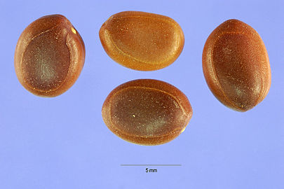 Seeds