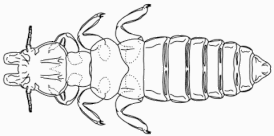 Acidoproctus rostratus