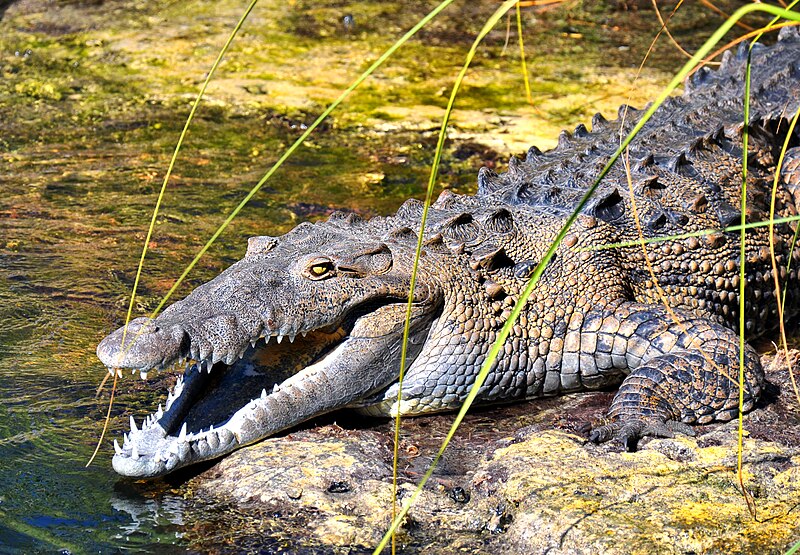 Файл:American Crocodile in Jamaica.jpg