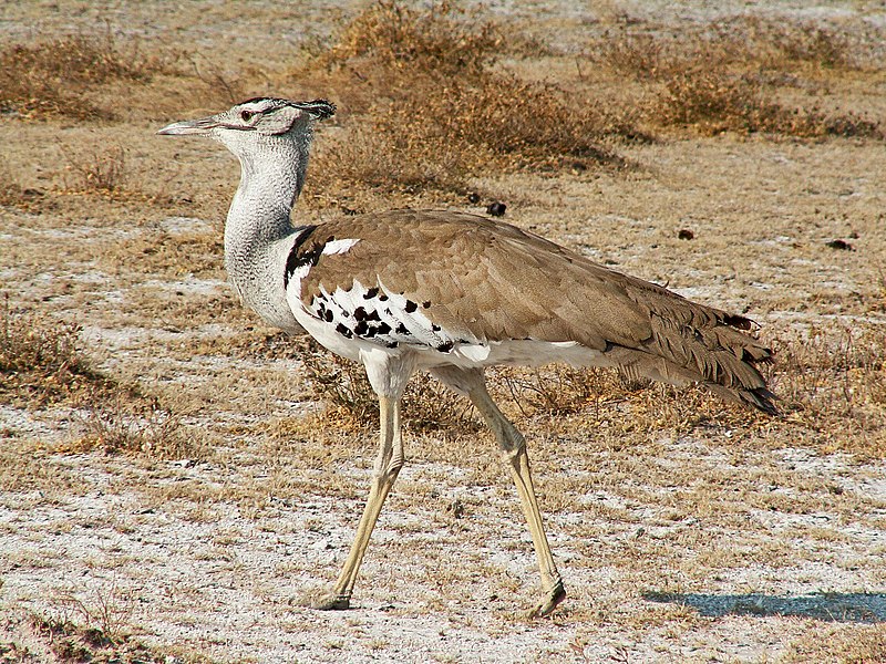 File:Ardeotis kori Etosha.JPG