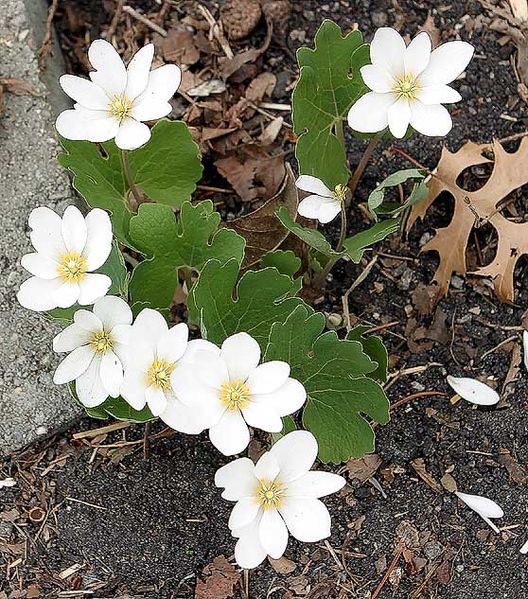 File:Bloodroot.jpg