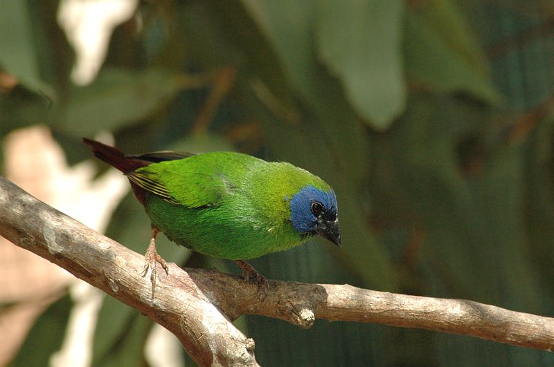 File:Blue-faced Parrotfinch.jpg