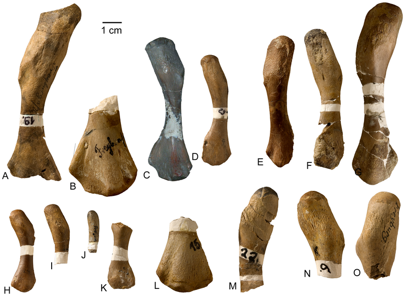 File:Cymatosaurus and pachypleurosaur humeri.png