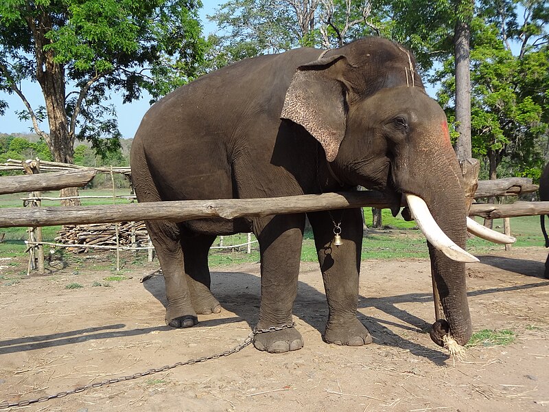 File:Dasara elephant.jpg