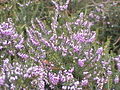 Erica herbacea