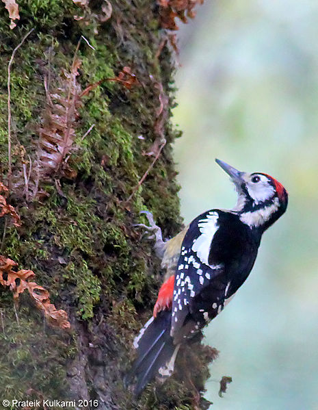 File:Himalayan Woodpecker (male).jpg