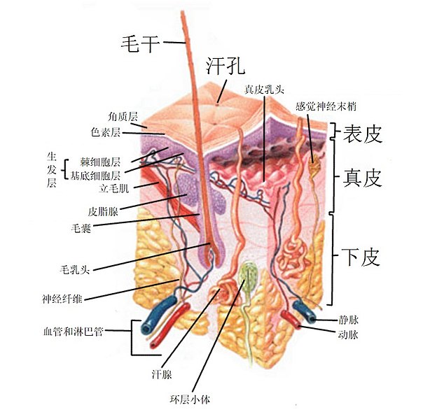 File:HumanSkinDiagram zh.jpg