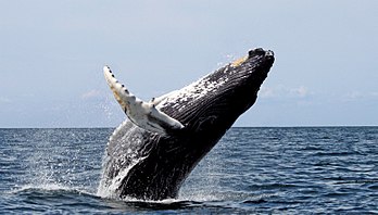 Whale breaching