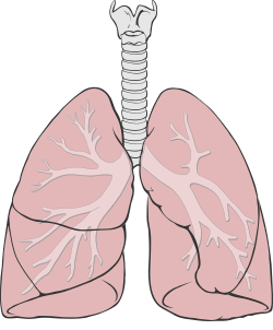 The Human lungs.